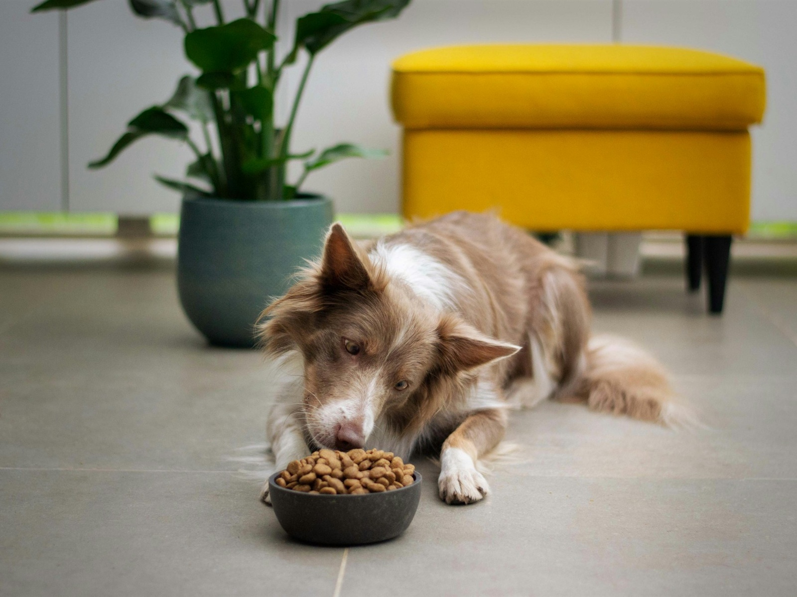 Dry Dog Food